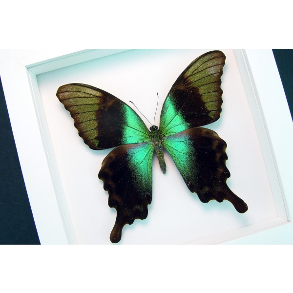Green Swallowtail Butterfly Papilio peranthus adamantius Vibrant White Display