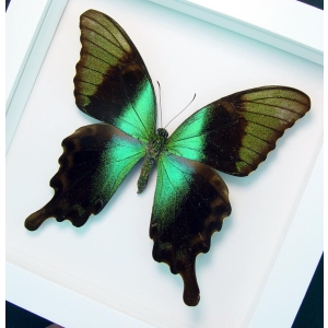 Green Swallowtail Butterfly Papilio peranthus adamantius Vibrant White Display