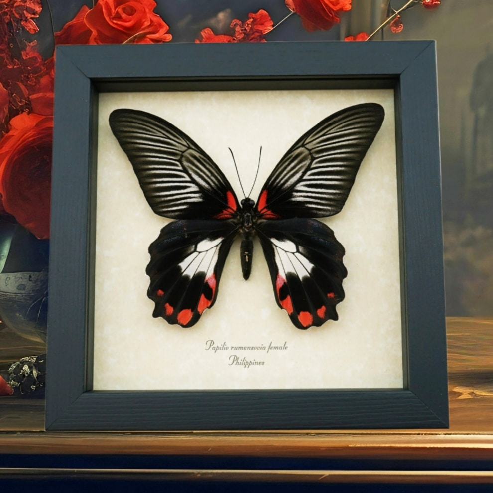 Papilio rumanzovia female Butterfly Scarlet Mormon Framed Taxidermy Display Papilio rumanzovia female Butterfly Scarlet Mormon Framed Taxidermy Display