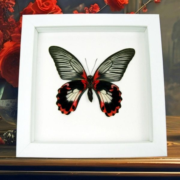 Papilio rumanzovia female verso Scarlet Mormon Butterfly Vibrant White Display Framed Taxidermy