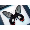 Papilio rumanzovia female Scarlet Mormon Butterfly Classic Black Display