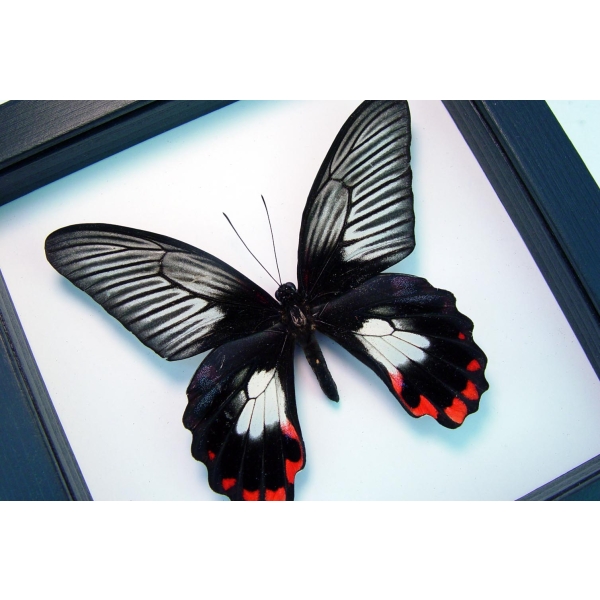 Papilio rumanzovia female Scarlet Mormon Butterfly Classic Black Display