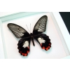 Papilio rumanzovia female Scarlet Mormon Butterfly Vibrant White Display Framed Taxidermy
