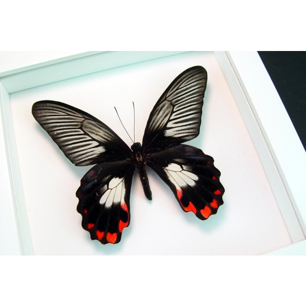 Papilio rumanzovia female Scarlet Mormon Butterfly Vibrant White Display Framed Taxidermy
