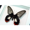 Papilio rumanzovia female Scarlet Mormon Butterfly Vibrant White Display