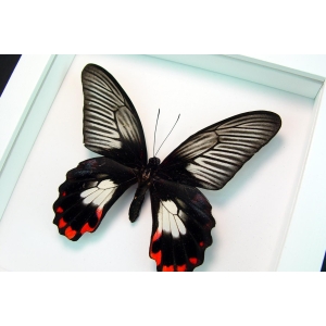 Papilio rumanzovia female Scarlet Mormon Butterfly Vibrant White Display