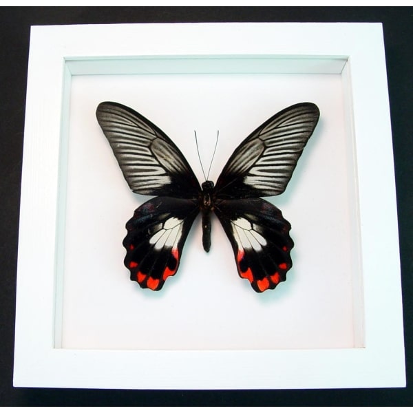Papilio rumanzovia female Scarlet Mormon Butterfly Vibrant White Display Framed Taxidermy
