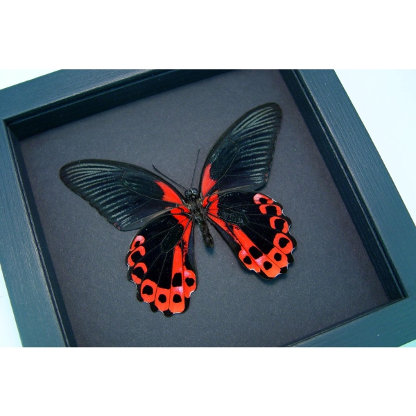 Papilio rumanzovia verso Scarlet Mormon Butterfly Framed Taxidermy Moonlight Display