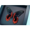 Papilio rumanzovia verso Scarlet Mormon Butterfly Framed Taxidermy Moonlight Display