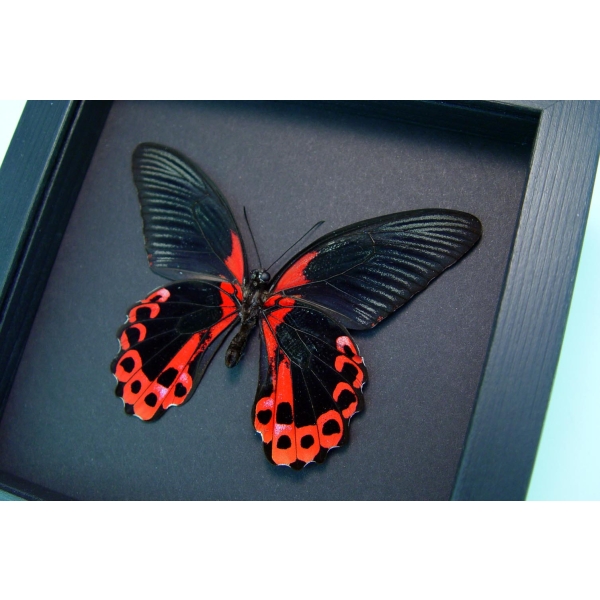 Papilio rumanzovia verso Scarlet Mormon Butterfly Framed Taxidermy Moonlight Display