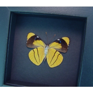 Perisama xanthica Verso Orange Framed Butterfly Taxidermy Moonlight Display