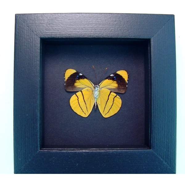 Perisama xanthica Verso Orange Framed Butterfly Taxidermy Moonlight Display