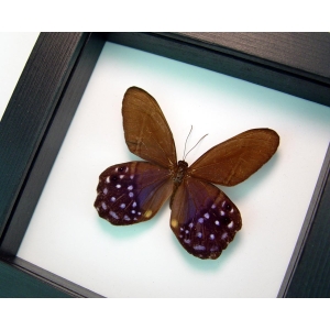 Pierella lena Purple Satyrinae Butterfly Framed Taxidermy Classic Black Display Species: Pierella Lena Interesting Traits: Rare Purple butterfly with large delicate bottom wings Origin: Peru Frame size: 5” x 5” Frame Color: Black Wood Frame: Finest Handmade Museum Quality Sealed Shadowbox Display. Glass: 99% UV Blocking Museum Grade Conservation Glass to Prevent Insect Fading.