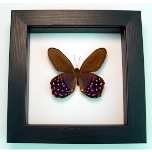 Pierella lena Purple Satyrinae Butterfly Framed Classic Black Display
