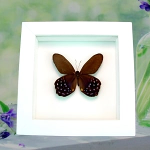 Purple Satyrinae Butterfly Pierella lena Framed Taxidermy Vibrant White Display