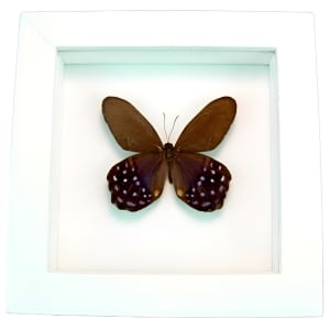 Purple Satyrinae Butterfly Pierella lena Framed Taxidermy Vibrant White Display