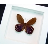 Pierella lena Purple Satyrinae Butterfly Framed Taxidermy Vibrant White Display