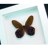 Pierella lena Purple Satyrinae Butterfly Framed Taxidermy Vibrant White Display