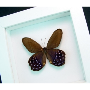 Pierella lena Purple Satyrinae Butterfly Framed Taxidermy Vibrant White Display