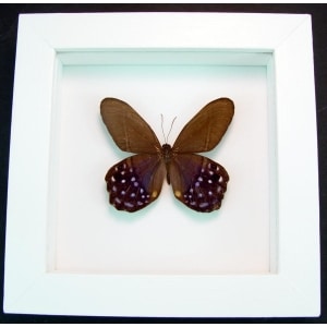Pierella lena Purple Satyrinae Butterfly Framed Taxidermy Vibrant White Display