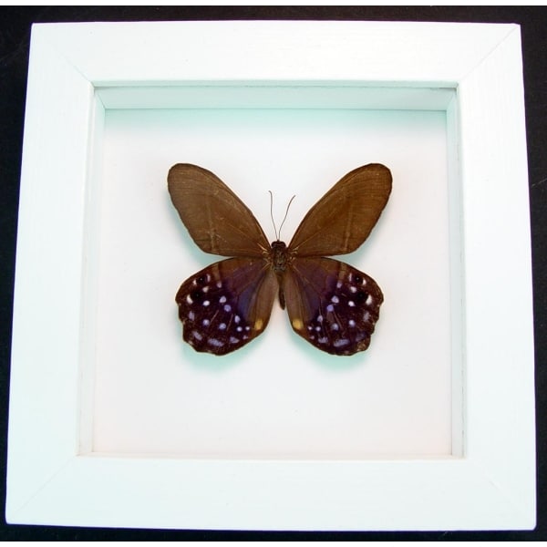 Pierella lena Purple Satyrinae Butterfly Framed Taxidermy Vibrant White Display