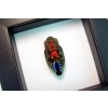 Rainbow Jewel Beetle Framed Polybothris quadricollis Classic Black Display