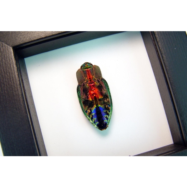 Rainbow Jewel Beetle Framed Polybothris quadricollis Classic Black Display
