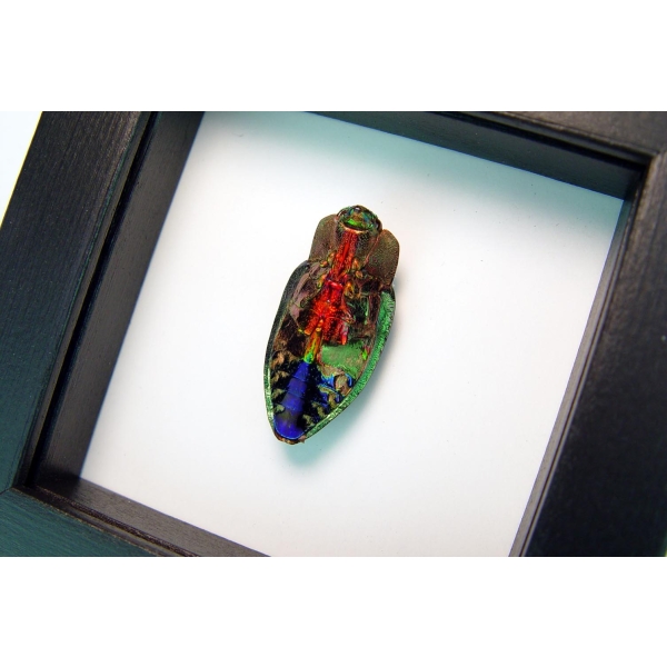 Rainbow Jewel Beetle Framed Polybothris quadricollis Classic Black Display