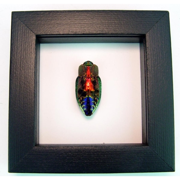 Rainbow Jewel Beetle Framed Polybothris quadricollis Classic Black Display