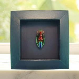 Rainbow Jewel Beetle Framed Polybothris quadricollis Moonlight Display