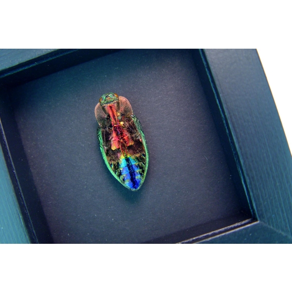 Rainbow Jewel Beetle Framed Polybothris quadricollis Moonlight Display