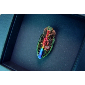 Rainbow Jewel Beetle Framed Polybothris quadricollis Moonlight Display