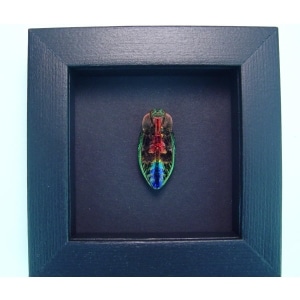Rainbow Jewel Beetle Framed Polybothris quadricollis Moonlight Display