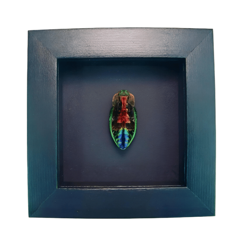 Rainbow Jewel Beetle Framed Polybothris quadricollis Moonlight Display