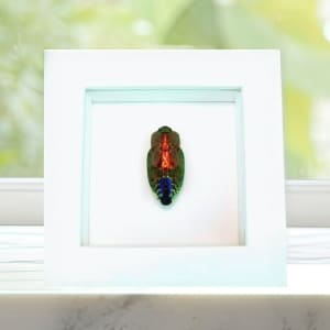 Rainbow Jewel Beetle Framed Polybothris quadricollis Vibrant White Display