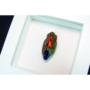 Rainbow Jewel Beetle Framed Polybothris quadricollis Vibrant White Display
