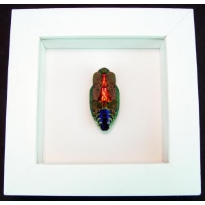 Rainbow Jewel Beetle Framed Polybothris quadricollis Vibrant White Display