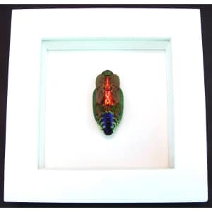 Rainbow Jewel Beetle Framed Polybothris quadricollis Vibrant White Display