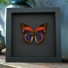 Prepona praeneste Purple Red Framed Butterfly Moonlight Display Taxidermy