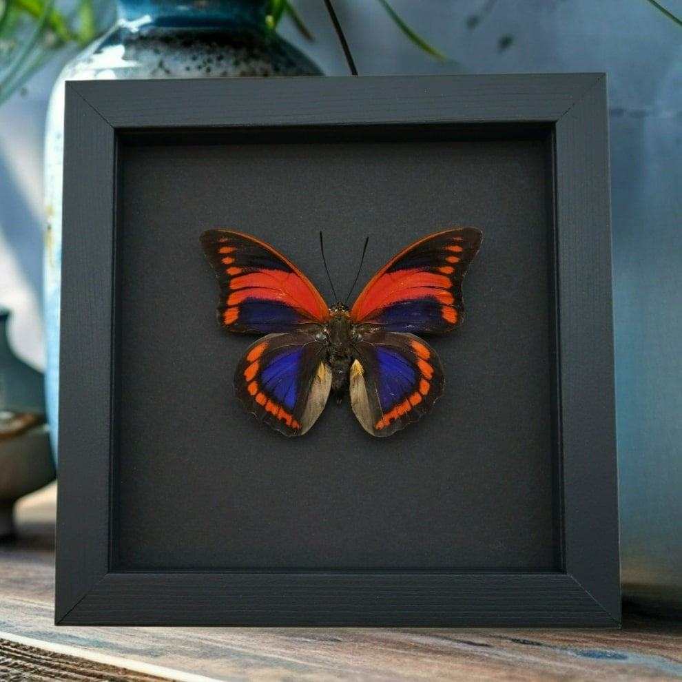 Prepona praeneste Purple Red Framed Butterfly Moonlight Display Taxidermy