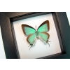 Pseudolycaena marsyas female Cambridge Blue Butterfly Classic Black Display
