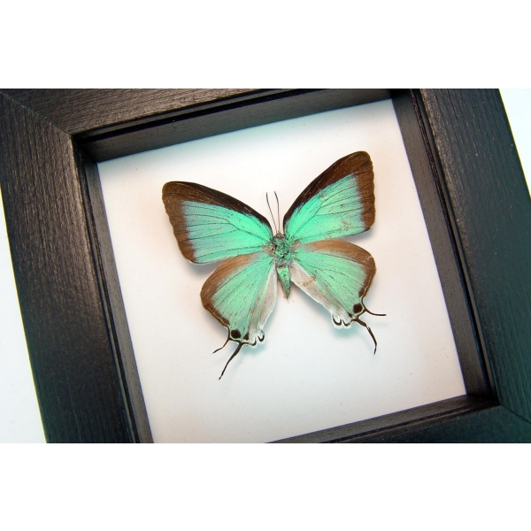 Pseudolycaena marsyas female Cambridge Blue Butterfly Classic Black Display