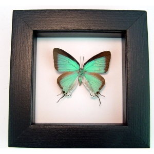 Pseudolycaena marsyas female Cambridge Blue Butterfly Classic Black Display