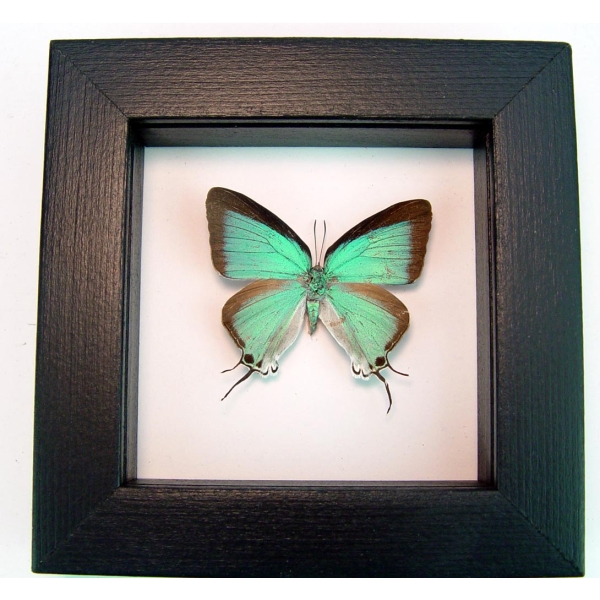 Pseudolycaena marsyas female Cambridge Blue Butterfly Classic Black Display