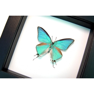 Pseudolycaena marsyas Cambridge Blue Framed Butterfly Classic Black Display