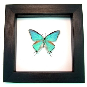 Pseudolycaena marsyas Cambridge Blue Framed Butterfly Classic Black Display