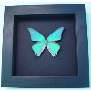 Pseudolycaena marsyas Cambridge Blue Framed Butterfly Moonlight Display