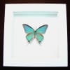 Pseudolycaena marsyas Cambridge Blue Framed Butterfly Vibrant White Display
