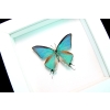 Pseudolycaena marsyas Cambridge Blue Framed Butterfly Vibrant White Display