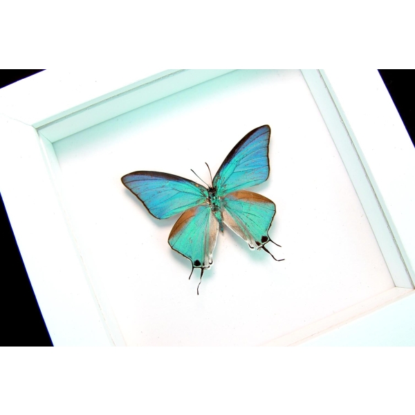 Pseudolycaena marsyas Cambridge Blue Framed Butterfly Vibrant White Display